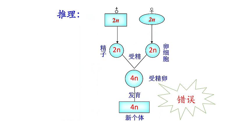 高中生物减数分裂课件PPT第6页