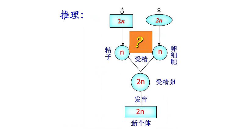 高中生物减数分裂课件PPT第7页