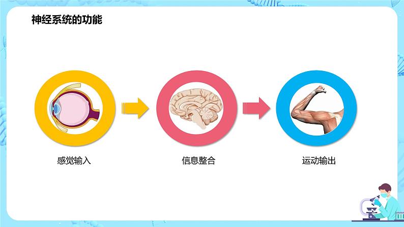 第一节《神经调节的结构基础》课件第4页