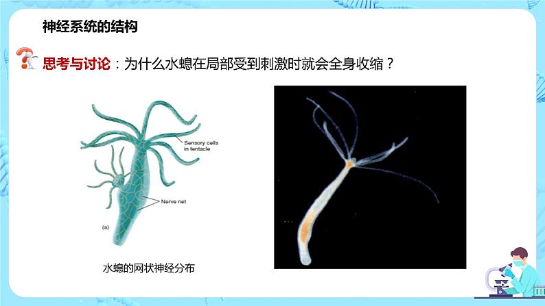 第一节《神经调节的结构基础》课件第5页