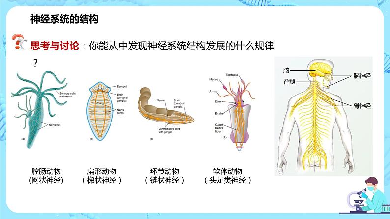 第一节《神经调节的结构基础》课件第6页