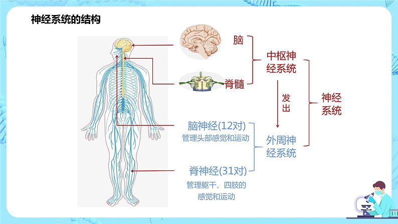 第一节《神经调节的结构基础》课件第7页