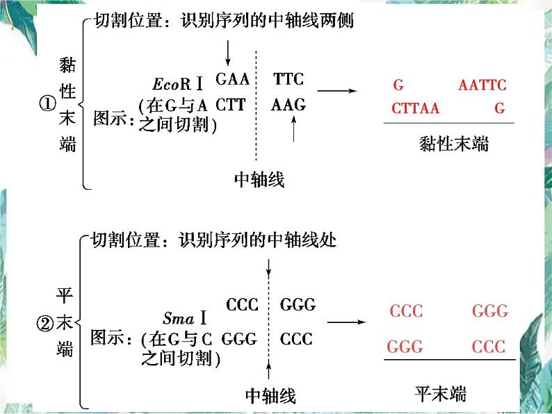 基因工程及其安全性 专题复习课件第4页