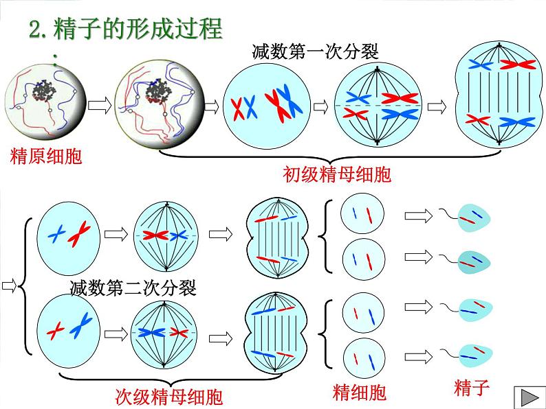 高三生物一轮复习-- 减数分裂 优质课件第4页