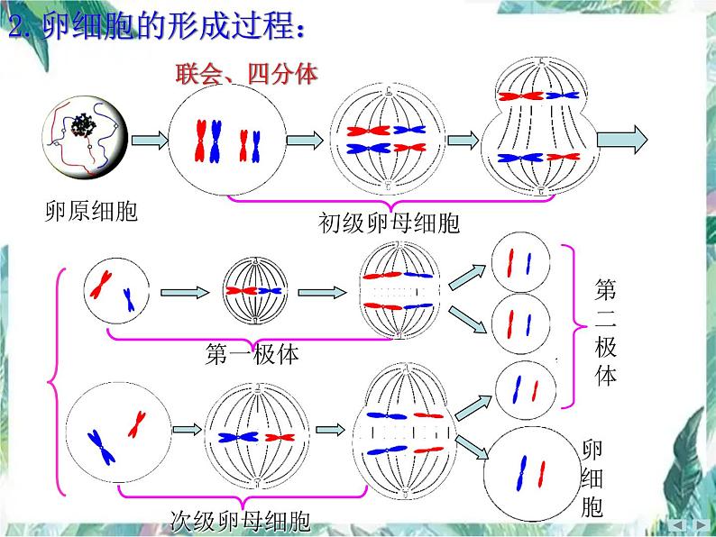 高三生物一轮复习-- 减数分裂 优质课件第7页