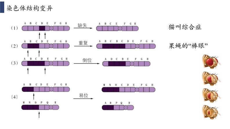 4.3.1 《染色体畸变可能引起性状改变》课件+教案06