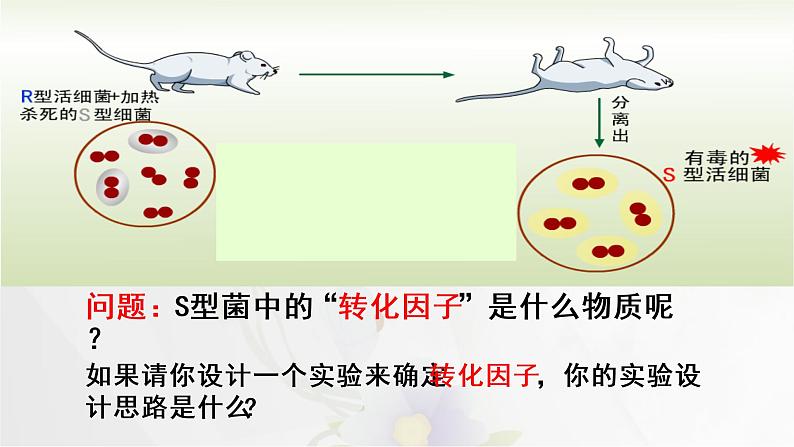 3.1 DNA是主要的遗传物质课件PPT07