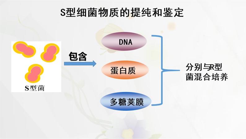 3.1 DNA是主要的遗传物质课件PPT08
