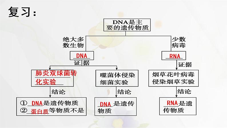 3.2DNA的结构课件PPT第1页