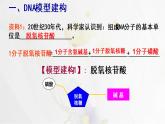 3.2DNA的结构课件PPT