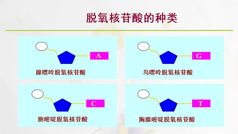 3.2DNA的结构课件PPT第4页