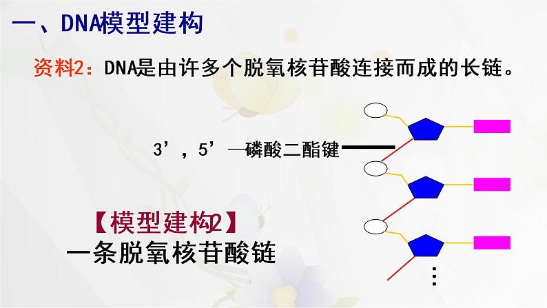 3.2DNA的结构课件PPT第5页