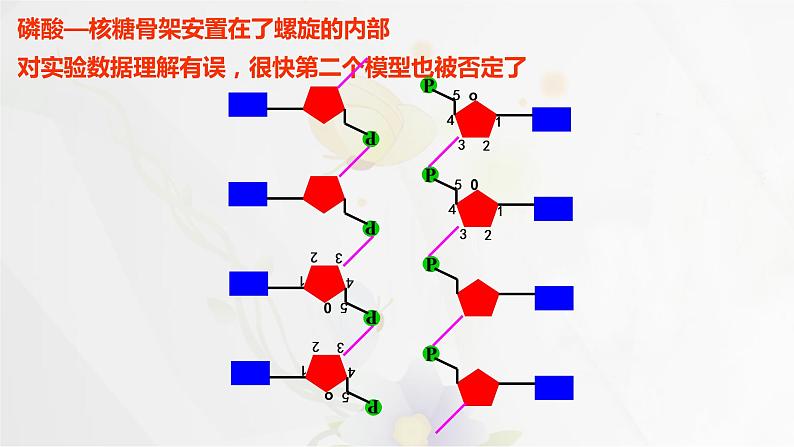 3.2DNA的结构课件PPT第7页