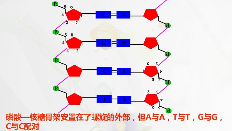 3.2DNA的结构课件PPT第8页