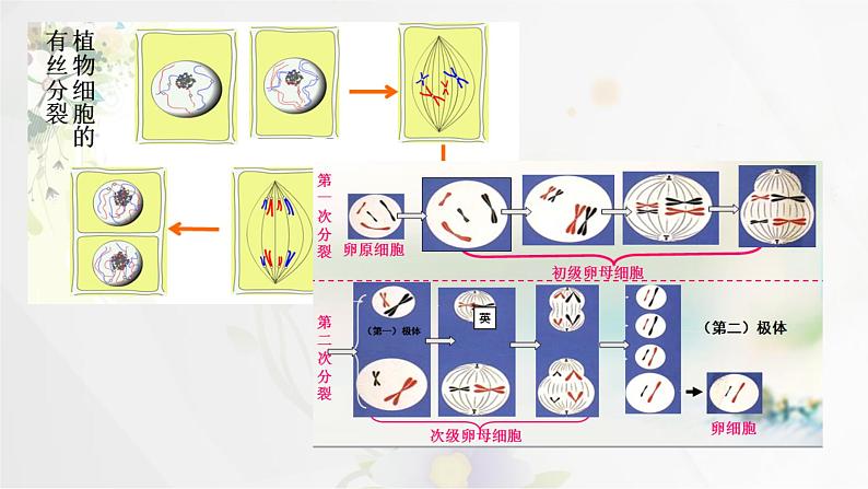 3.3DNA的复制课件PPT第2页