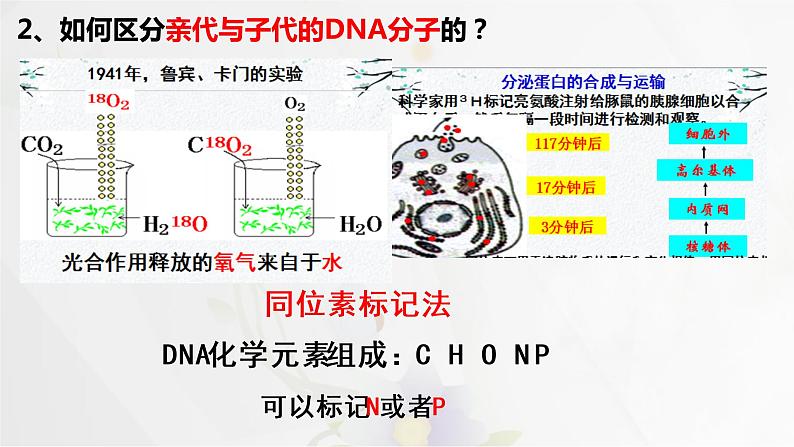 3.3DNA的复制课件PPT第7页