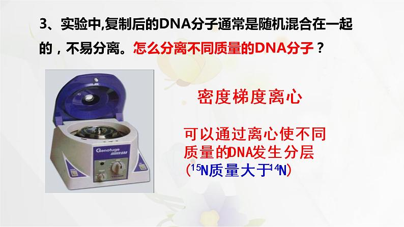 3.3DNA的复制课件PPT第8页