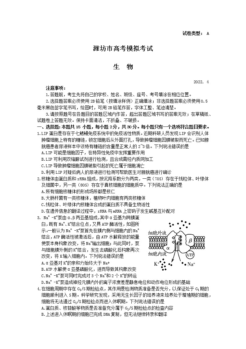 2022年4月潍坊市高三二模考试生物试题第1页
