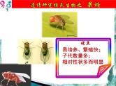 高考生物一轮复习 必修二  遗传与进化 伴性遗传课件PPT