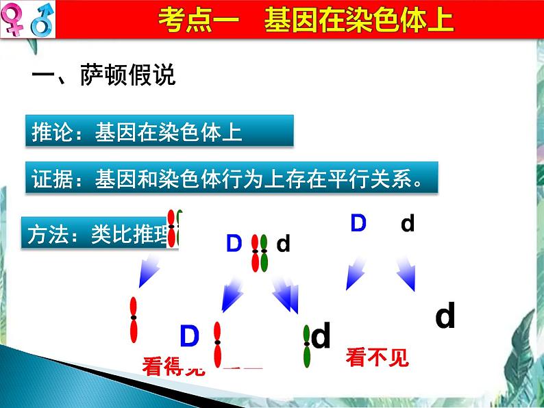 高考生物一轮复习 必修二  遗传与进化 伴性遗传课件PPT第4页