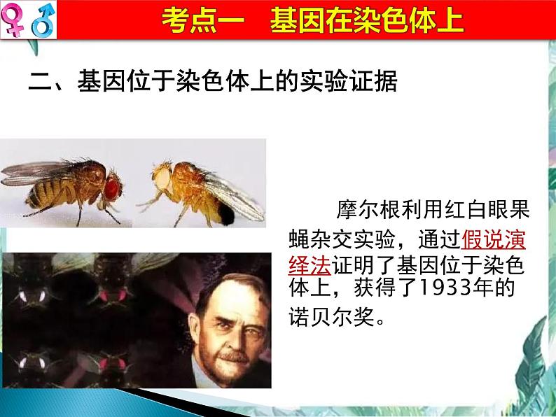 高考生物一轮复习 必修二  遗传与进化 伴性遗传课件PPT第5页