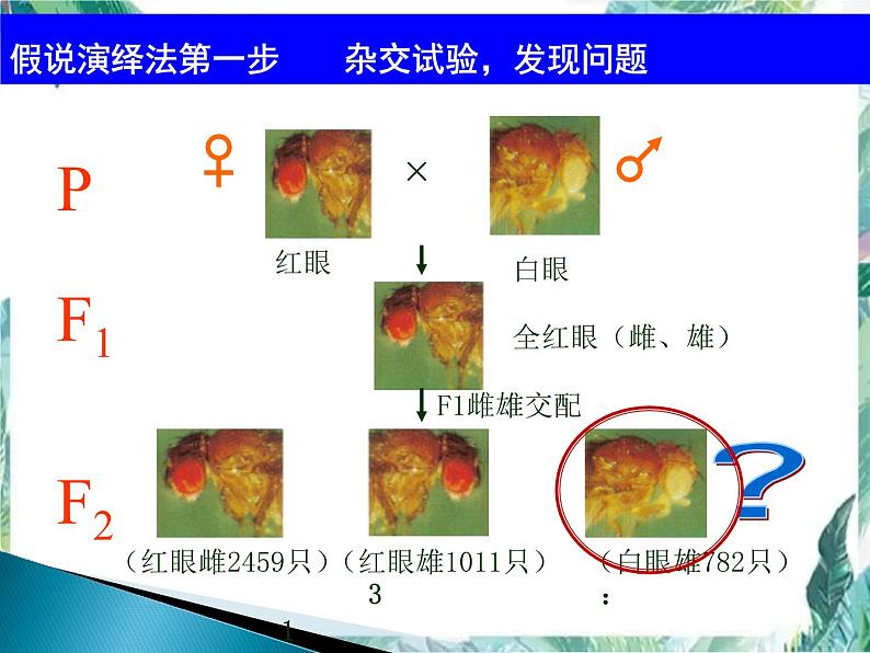 高考生物一轮复习 必修二  遗传与进化 伴性遗传课件PPT第6页