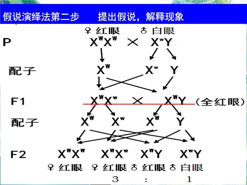 高考生物一轮复习 必修二  遗传与进化 伴性遗传课件PPT第7页