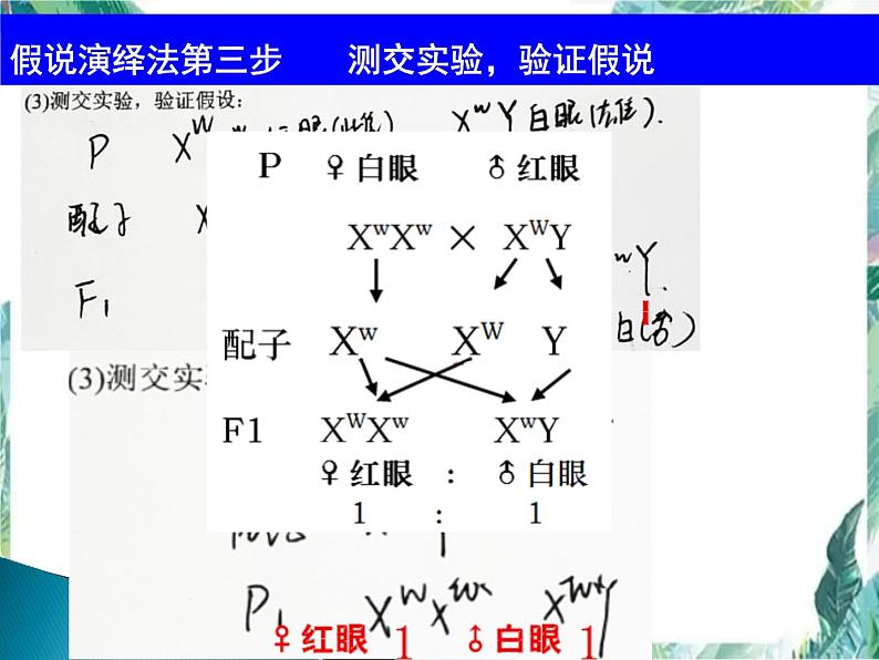 高考生物一轮复习 必修二  遗传与进化 伴性遗传课件PPT第8页