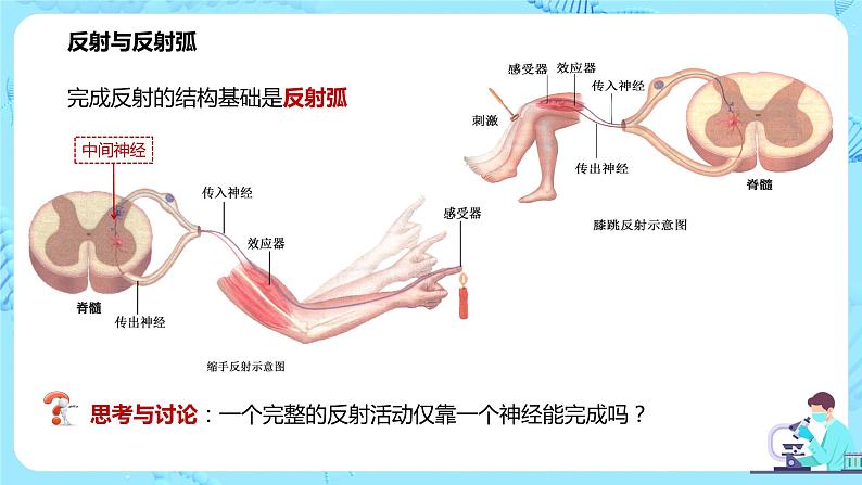 第二节《神经调节的基本方式—反射》课件+教案05