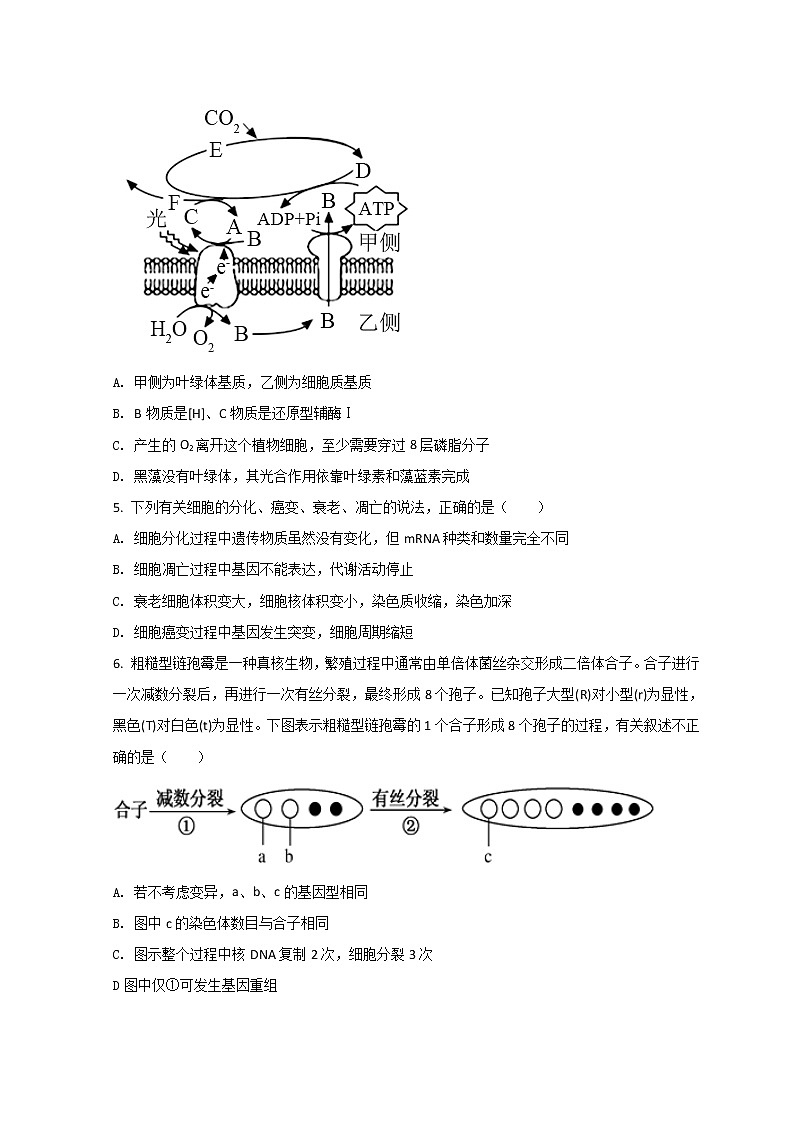 2022重庆市育才中学校高三下学期3月月考生物试题含答案02