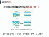 4.2《基因重组使子代出现变异》课件+教案