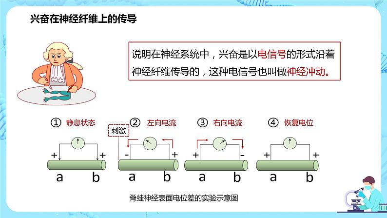 第三节《神经冲动的产生和传导》课件第5页