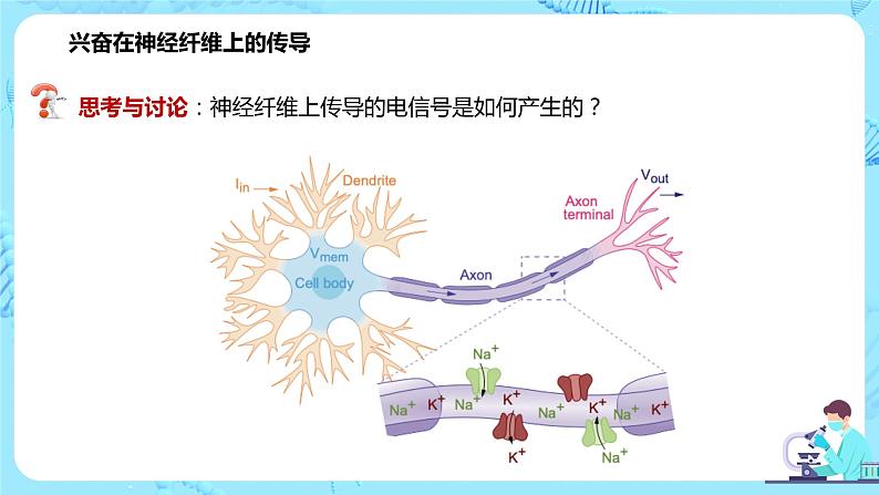 第三节《神经冲动的产生和传导》课件第6页