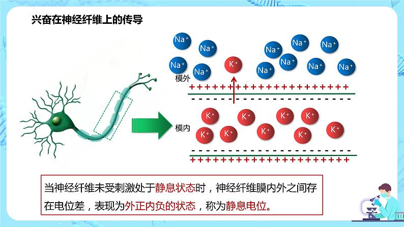 第三节《神经冲动的产生和传导》课件第7页