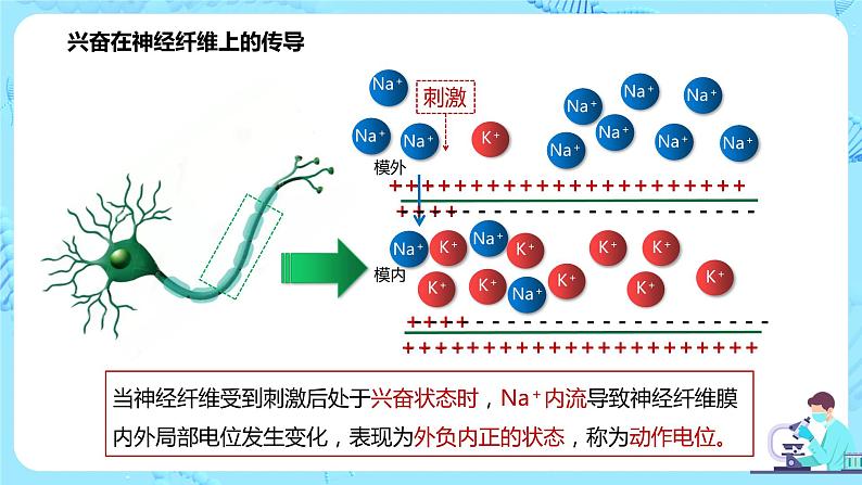 第三节《神经冲动的产生和传导》课件第8页