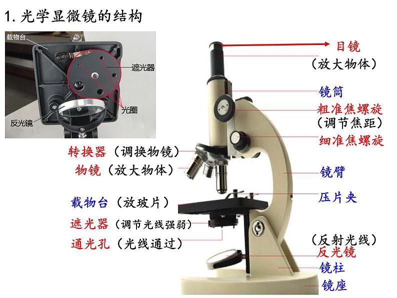 1.2细胞的多样性和统一性课件-2021-2022学年高一上学期生物人教版（2019）必修1第6页