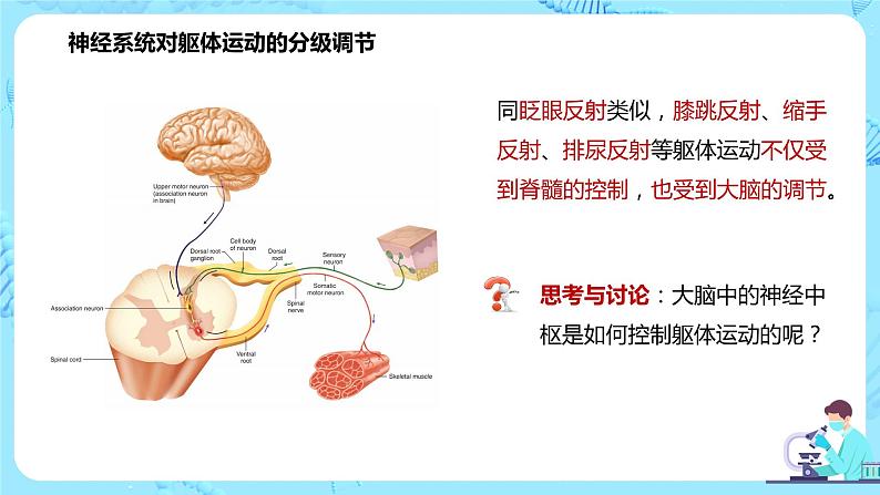 第四节《神经系统的分级调节》课件+教案05