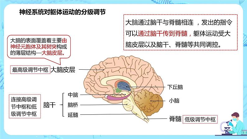 第四节《神经系统的分级调节》课件+教案06