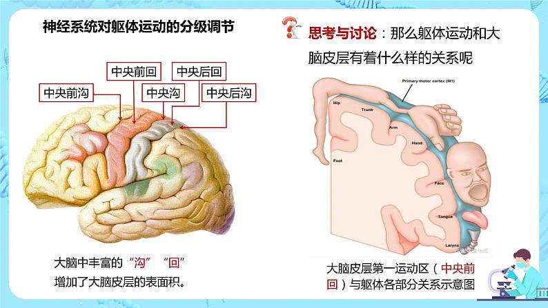 第四节《神经系统的分级调节》课件+教案08