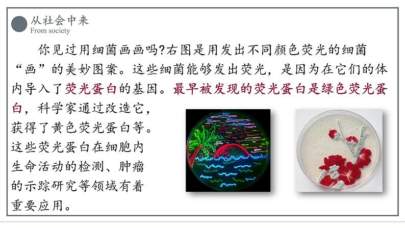 3.4蛋白质工程的原理和应用课件2021-2022学年高二下学期生物人教版选择性必修3第2页