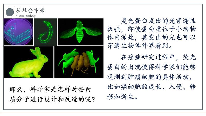 3.4蛋白质工程的原理和应用课件2021-2022学年高二下学期生物人教版选择性必修3第3页