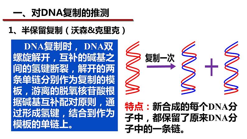 3.3DNA的复制课件-2021-2022学年高一下学期生物人教版（2019）必修2第2页