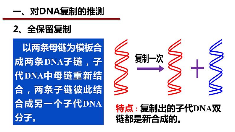 3.3DNA的复制课件-2021-2022学年高一下学期生物人教版（2019）必修2第3页