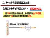 3.3DNA的复制课件-2021-2022学年高一下学期生物人教版（2019）必修2
