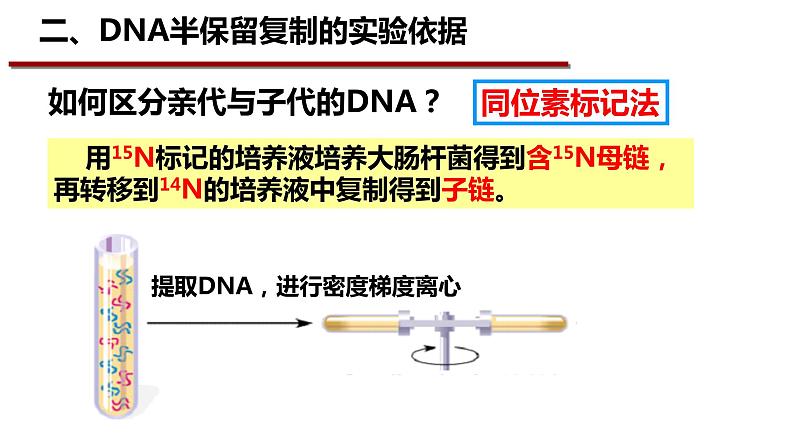 3.3DNA的复制课件-2021-2022学年高一下学期生物人教版（2019）必修2第4页