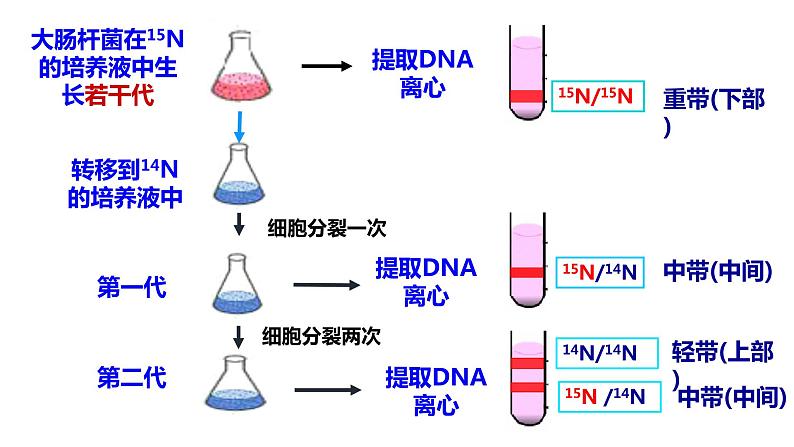 3.3DNA的复制课件-2021-2022学年高一下学期生物人教版（2019）必修2第5页