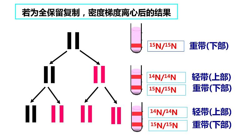 3.3DNA的复制课件-2021-2022学年高一下学期生物人教版（2019）必修2第6页