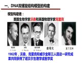 3.2DNA的结构课件-2021-2022学年高一下学期生物人教版（2019）必修2