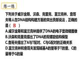 3.2DNA的结构课件-2021-2022学年高一下学期生物人教版（2019）必修2