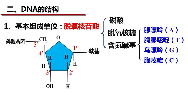 3.2DNA的结构课件-2021-2022学年高一下学期生物人教版（2019）必修2第6页